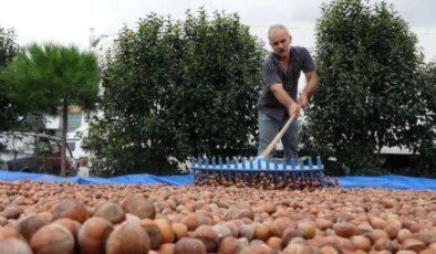 Karadeniz Bölgesi’nde Gençlerin Tarıma İlgisizliği Fındık Üretimini Olumsuz Etkiliyor