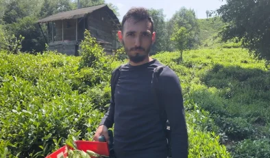 Doğu Karadeniz’de çay üreticileri akülü çay kesme motorlarına yöneliyor